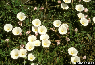 Convolvulus arvensis