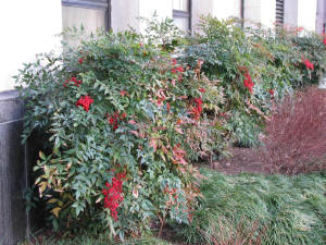 Nandina domestica