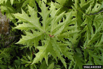 Heracleum mantegazzianum