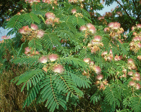 Albizia julibrissin