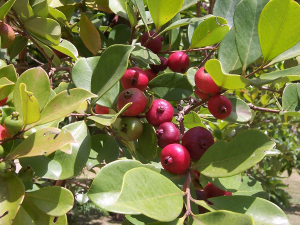 Psidium cattleianum