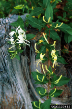 Lonicera japonica