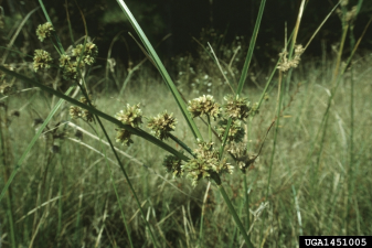 Cyperus entrerianus