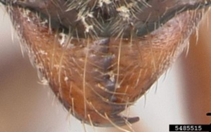 Brachyoponera chinensis