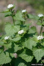 Alliaria petiolata