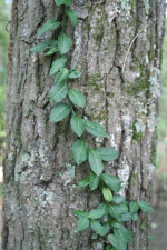 Euonymus fortunei