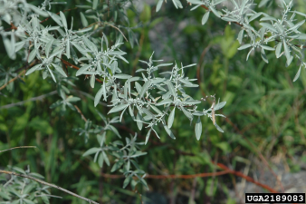 Elaeagnus angustifolia