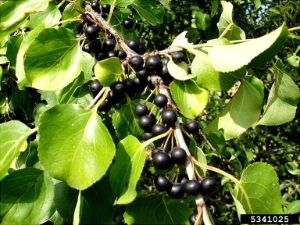 Rhamnus cathartica