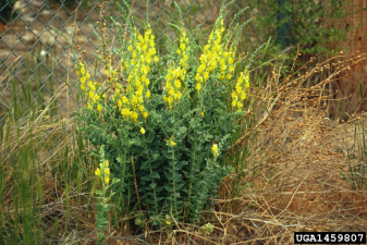 Linaria dalmatica