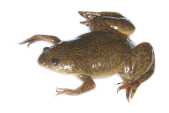 Xenopus laevis