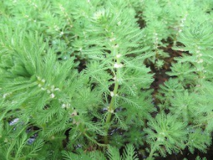 Myriophyllum aquaticum