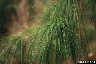 Casuarina equisetifolia