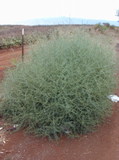 Salsola tragus