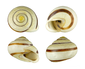 Cepaea hortensis