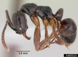 Brachyoponera chinensis