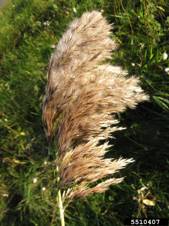 Phragmites australis