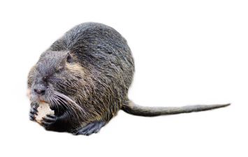 Myocastor coypus