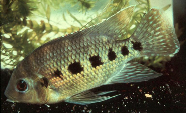 Tilapia mariae