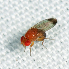 Drosophila suzukii