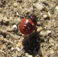 Bagrada hilaris