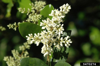 Ligustrum japonicum