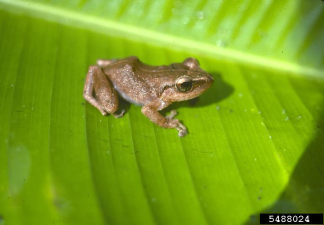 Eleutherodactylus coqui