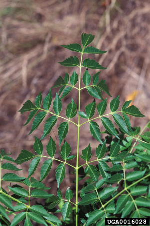 Are chinaberry cheap trees poisonous
