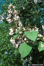 Paulownia tomentosa