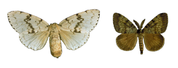 Lymantria dispar