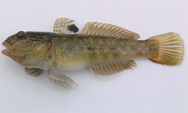 Neogobius melanostomus