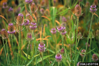 Dipsacus fullonum