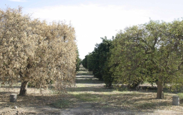 Citrus Tristeza Closterovirus