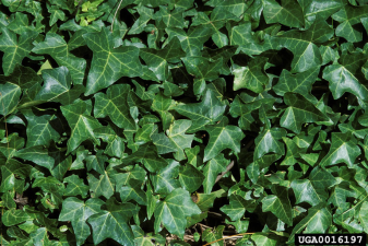 Hedera helix