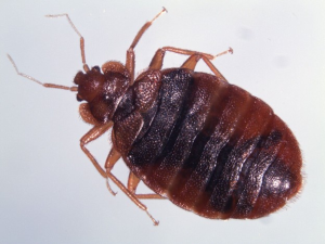 Cimex lectularius