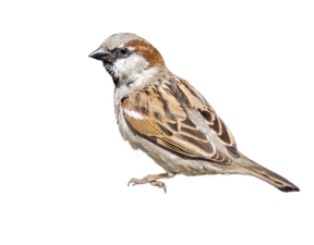 Passer domesticus