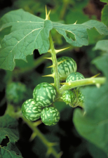 Solanum viarum