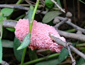 Pomacea maculata