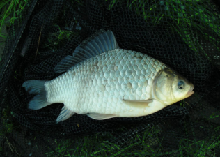 Carp Species 