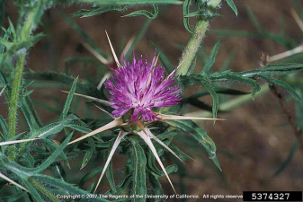 Centaurea calcitrapa