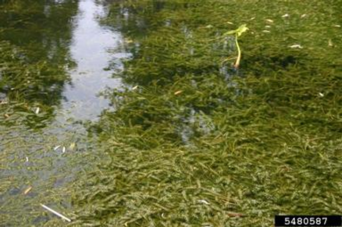 Hydrilla verticillata