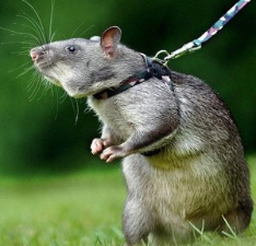 Gambian giant pouched rat shop