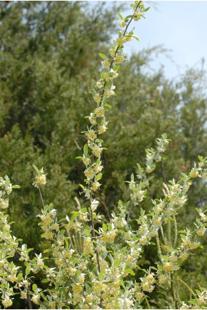 Elaeagnus umbellata