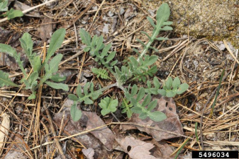 Centaurea stoebe