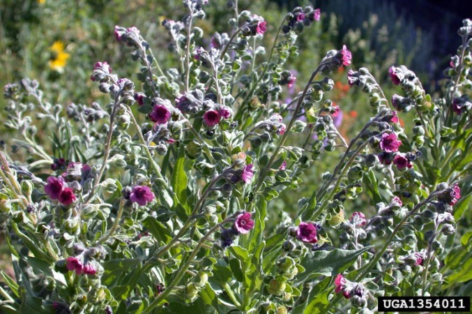 Cynoglossum officinale