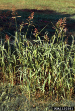 Sorghum halepense