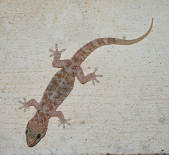 Hemidactylus turcicus