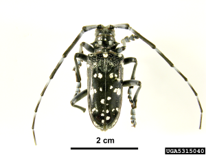 Anoplophora chinensis.
