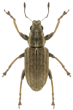 Sitona lineatus