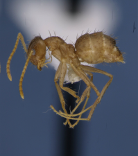 Tawny Crazy Ant, Rasberry Crazy Ant: Texas Invasive Species Institute