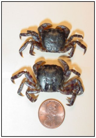 Hemigrapsus sanguineus